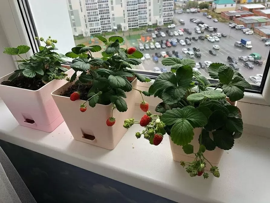 Зимняя земляника на подоконнике: как вырастить сладкие ягоды даже в квартире