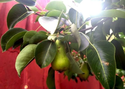 Причины нерегулярного плодоношения фруктовых деревьев