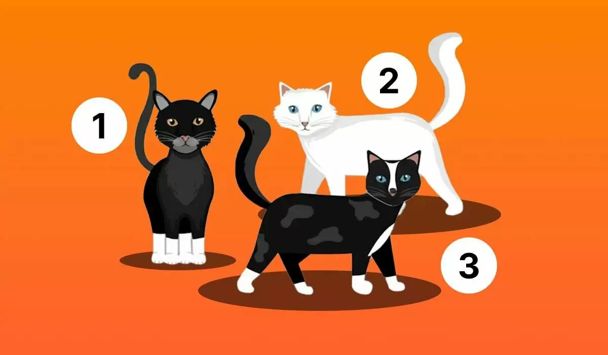 Выбор котенка и его тайны: тест на ваш характер