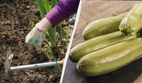 ��� ��������� ���������� �������: ������� �������� ���������