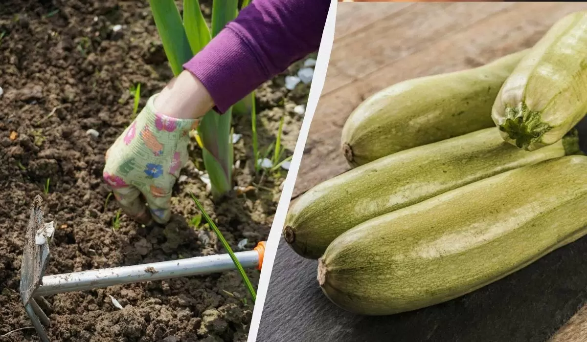 Как вырастить гигантские кабачки: секреты успешной подкормки