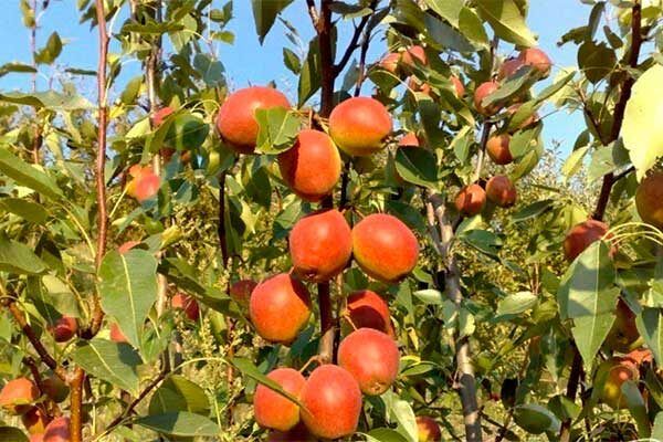 ������ ����� ����� �������� ��������� ������ ���������