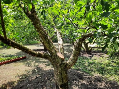 Как обрезать яблоню без центрального проводника
