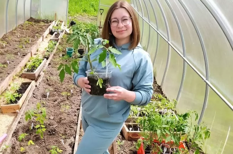 Определяем количество кустов томатов для вашей теплицы