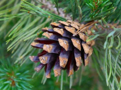 ����� �����: ������ ������� ��� ��������� �������