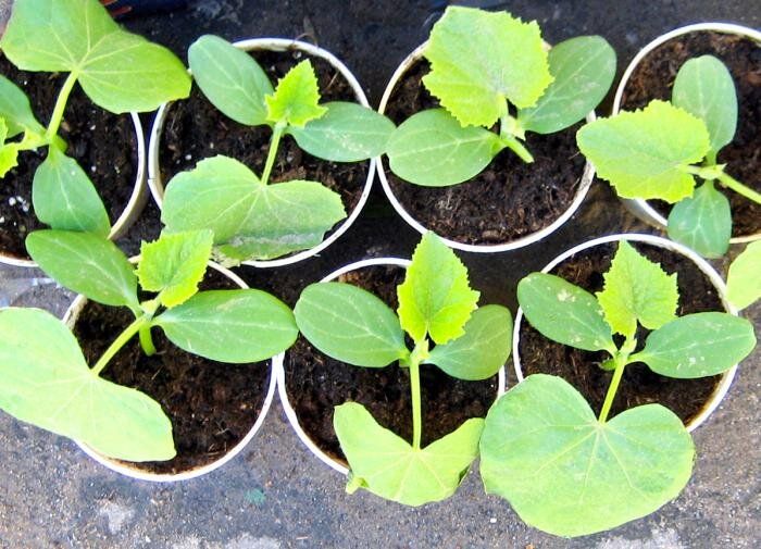 ����������� ����������� �������: ������� ������