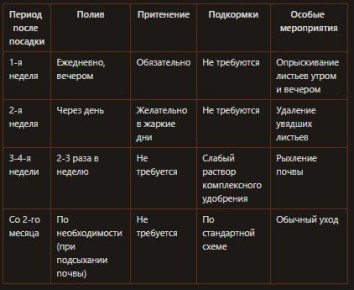 Летняя посадка флоксов: как добиться успеха в жару