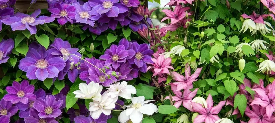 Секреты пышного цветения клематисов: как выбрать идеальные удобрения