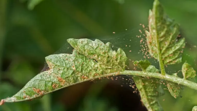 Как избавиться от паутинного клеща и сохранить здоровье растений в теплице