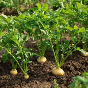 �������� ����� ��������� ��� ������� ������