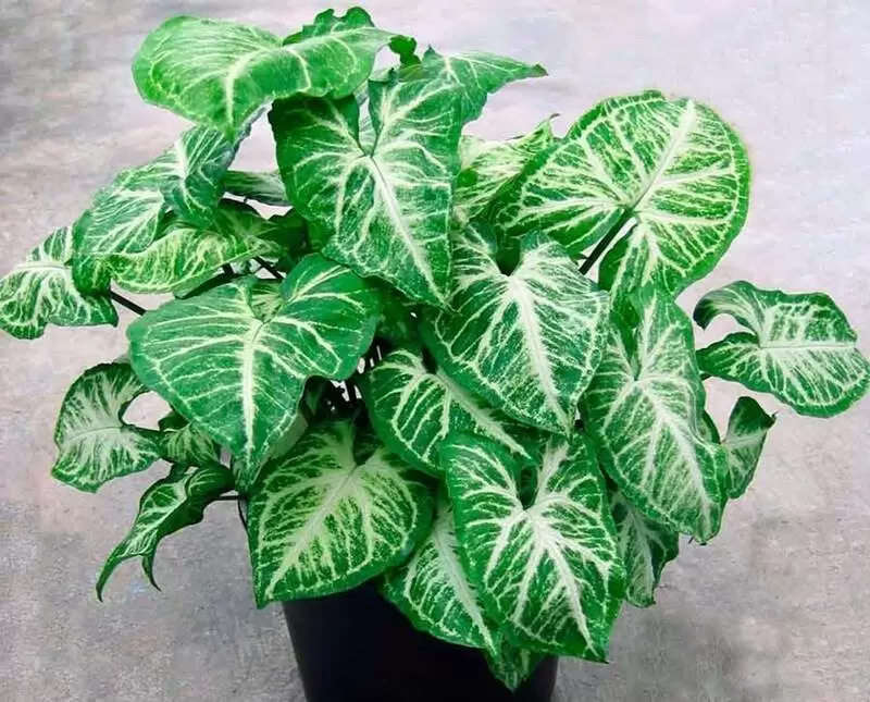 Сингониум: секреты ухода за популярным комнатным растением