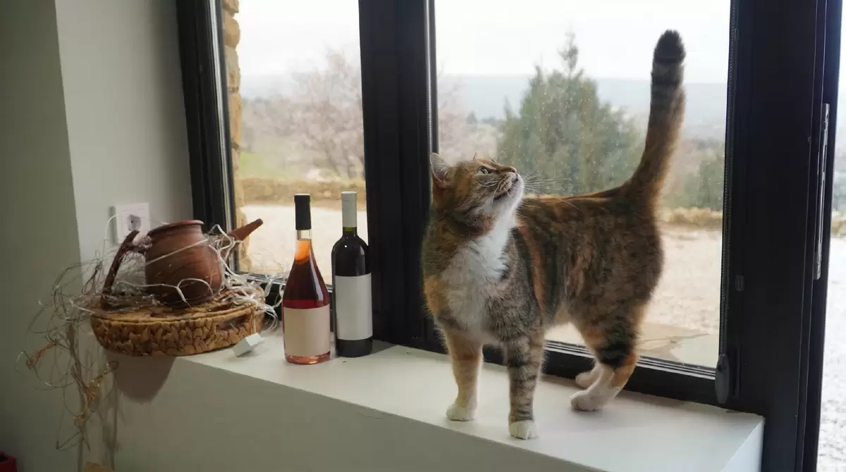 Кошачьи помощники: как пушистые виноградные стражи меняют культуру виноделия Крыма