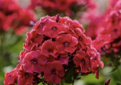 ��� ��������� �� ������ � ����� ������: ������� �������� � ��������