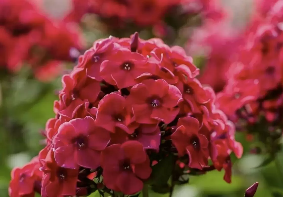 Как ухаживать за флокса в конце сезона: секреты здоровья и цветения