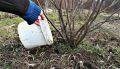 Секреты осенней подкормки смородины: как обеспечить богатый урожай на будущий год