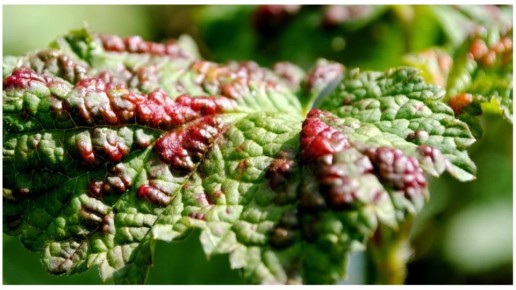 Защита смородины от вредителей: проверенный метод без химии