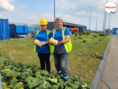 Егорьевск: овощи на техногрунте — успешный эксперимент по переработке отходов