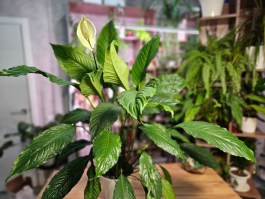 Как создать идеальный универсальный грунт для растений: секреты успеха без затрат