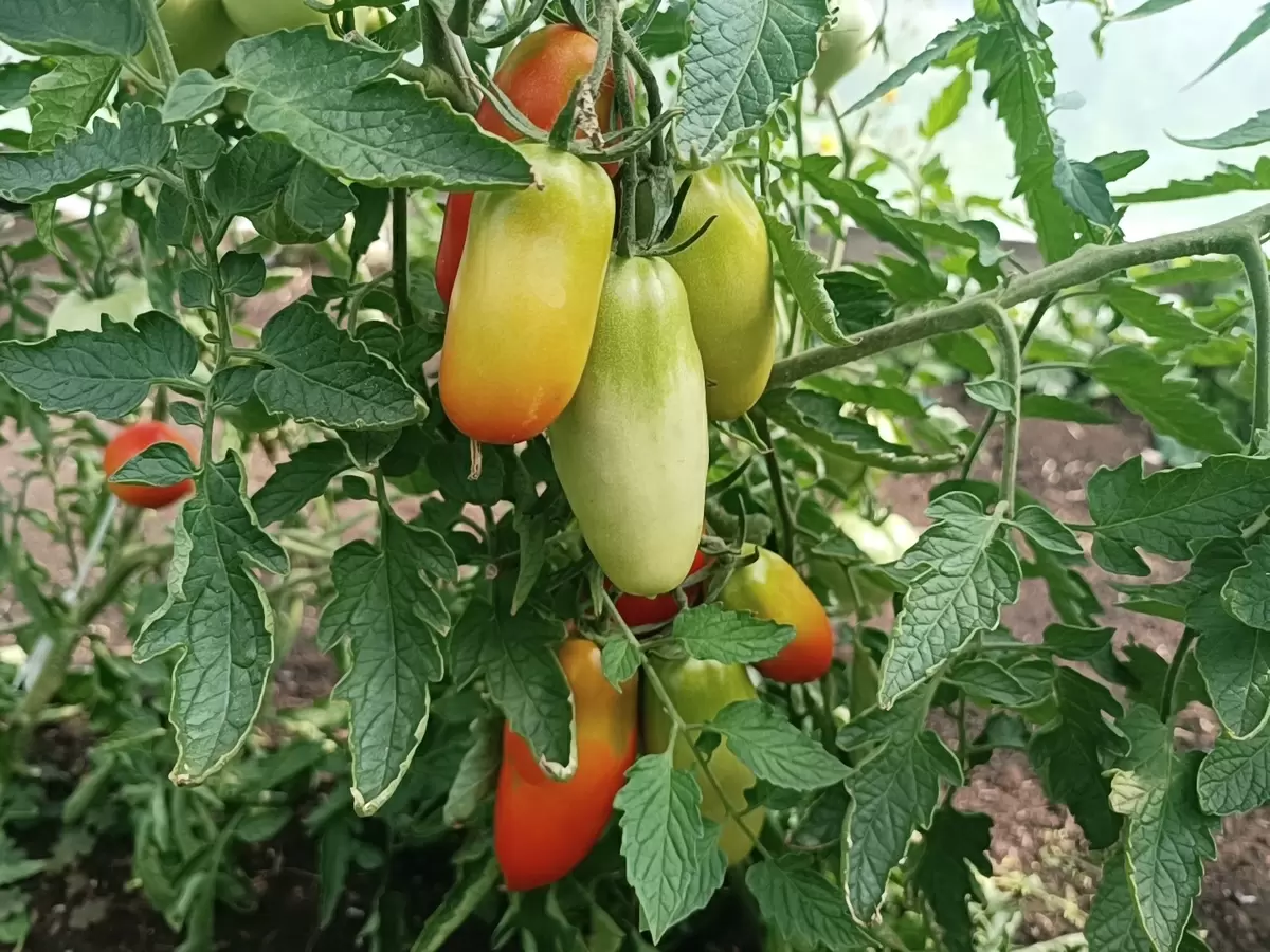 Оптимальный выбор томатов для открытого грунта