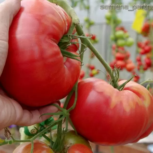 Томат Ладья: как добиться богатого урожая в любых условиях