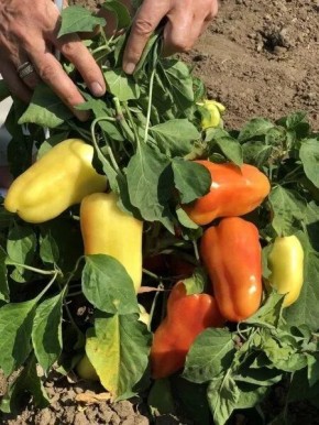 ����� �����: ��������� ����� � ������������ ������