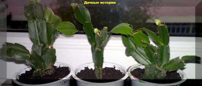 ������� �������� ��������� ���������� ��� ������ ��������