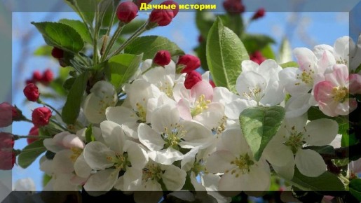 ������ ������ �� ������: ������� ����� �� ��������