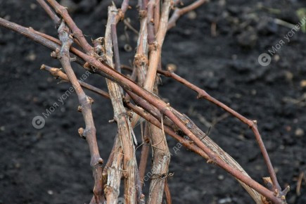 ����� �� ������: ��� ��������� �������� �������� �� ���������� � ��������