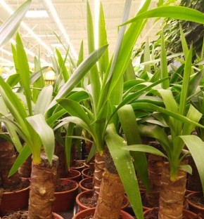 � ������� ����