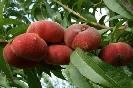 ������������ ������������ ������� ������