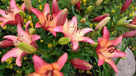 �����: ������� �������� ������� ��� ���������� ����������