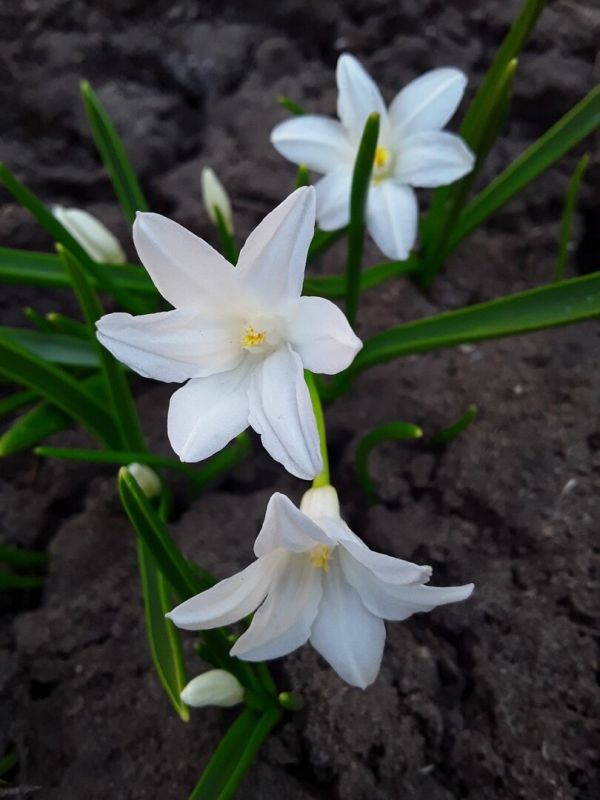 ���, �������� ������: ������������ �������� ������