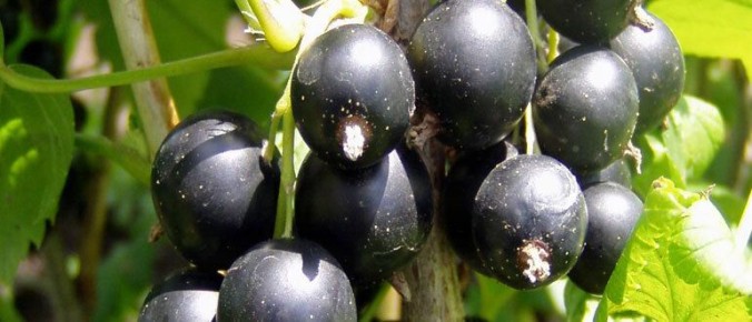 ������� ����� �� ����������: ��� �������� �������� ������