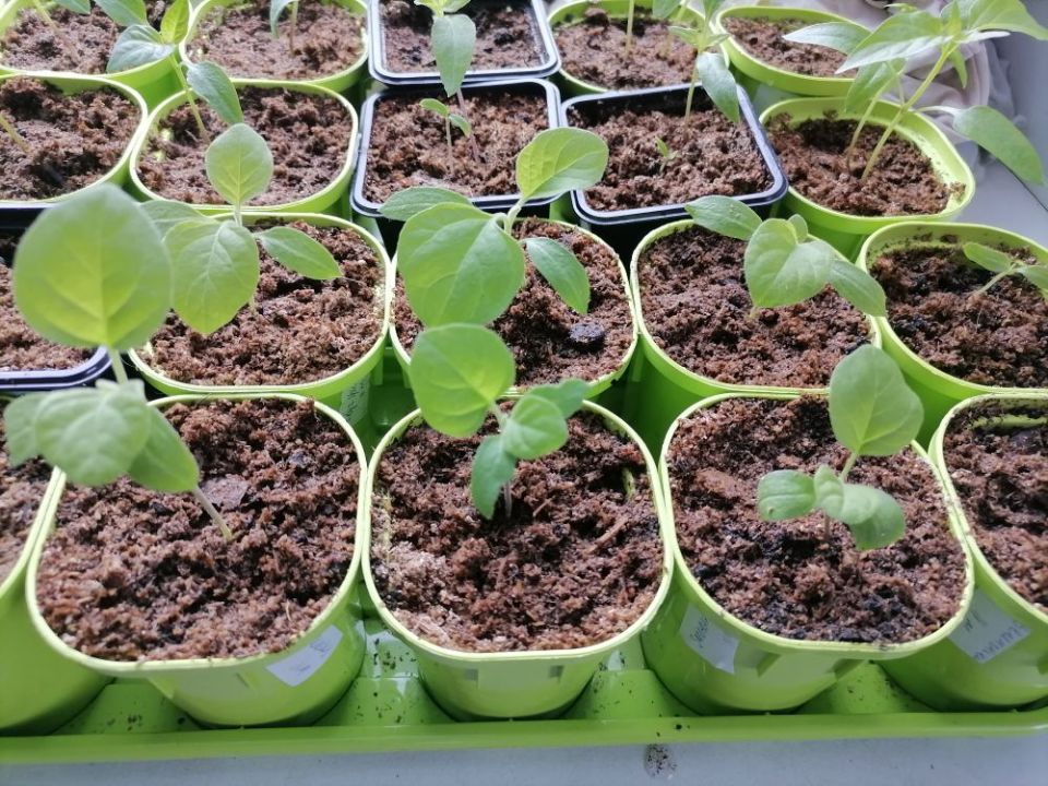 ������ ���� ������� ��������� �����: ��������� ������� � �������