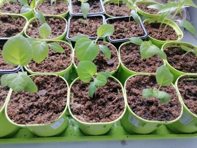 ������ ���� ������� ��������� �����: ��������� ������� � �������