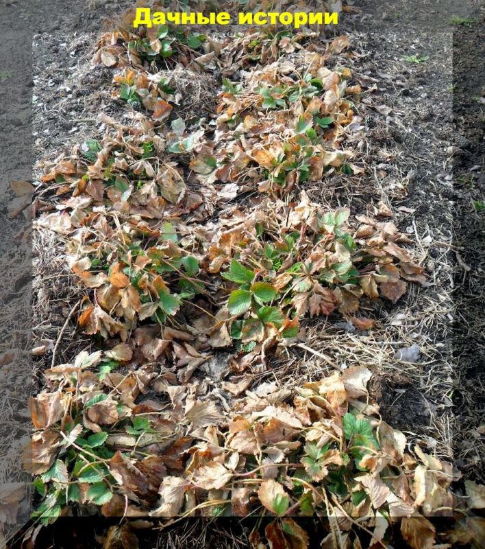 ��� ��������� ��������: ������� ������ �� ����� �������