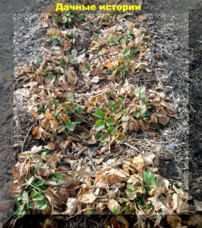 ��� ��������� ��������: ������� ������ �� ����� �������