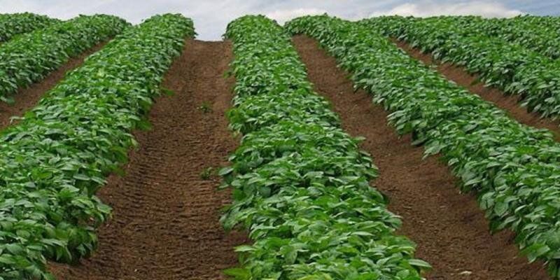 ��� �������� ��������� �� ���������: ����������� ������ � �������