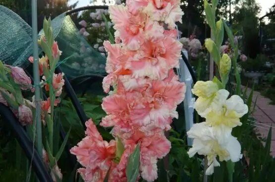 ����������: ���������� ������� � ������