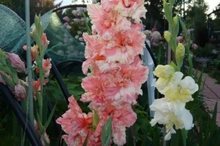 ����������: ���������� ������� � ������