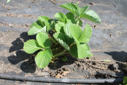 ��� ��������� ��������� �� ��������� ������: ������� ��������� ������