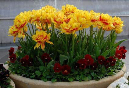 ��� ���������� ��������� �������������� ���� ������