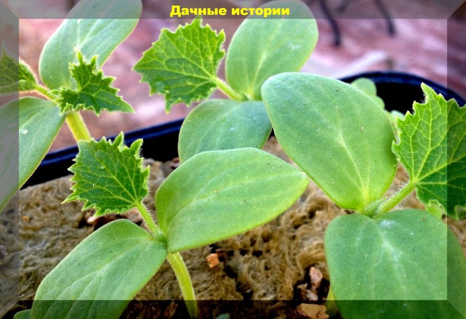 Как вырастить крепкую рассаду огурцов: полезные советы для успешного урожая