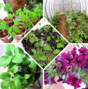 ��� ��������� ��������� �������: ������� ������ ��� ���������� �����������