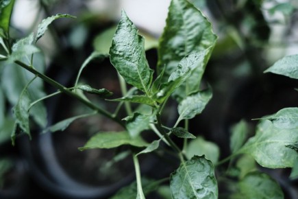 �������� ������� �� �������: ��� ���������� ������� � �� ��������� � �����