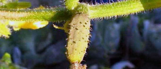 ����� ��������� ������ ������� � �������: ��� ������?