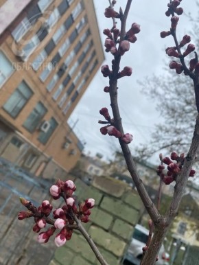 ��������� ��������� ����������, ����� ������ ��� ���� �� ��������