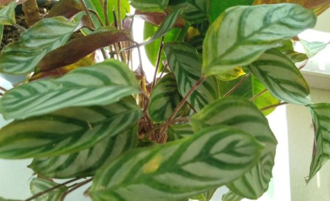 �������: ������ ������ ���������