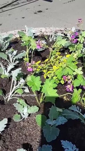 ���������� "������������" ������ ���������� ����� � ������ �� ������ ����