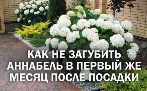 ��� �������� ��������� ��������: ������� ������ ������, ������� ������� ��������